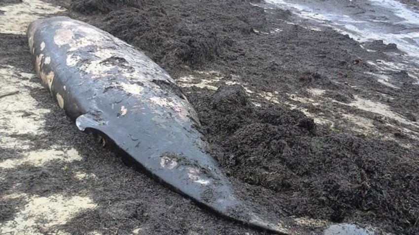 cuvier beaked whale
