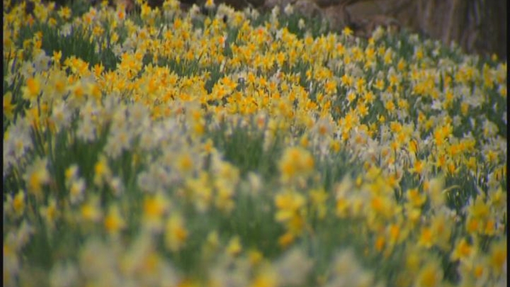 daffodilfest_722x406_1903047899.jpg