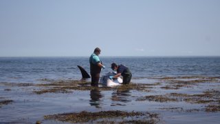 dead minke whale