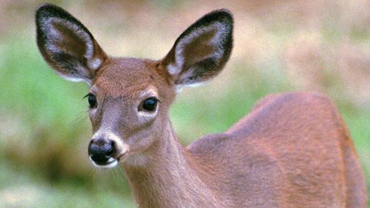 Trail Closed After Deer Assault Woman Walking in New Canaan - Vimarsana News