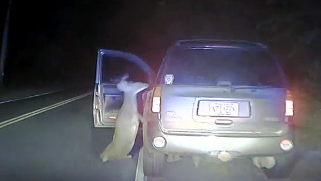 Deer Tries to Break Into Car After Being Hit in NJ NBC