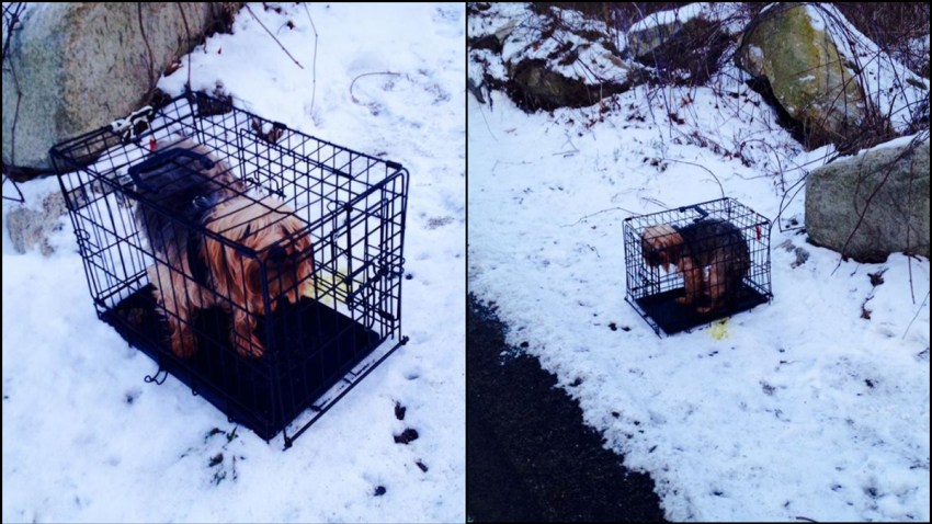 Dog in Cage Found Abandoned on Snowy Road – NBC Connecticut