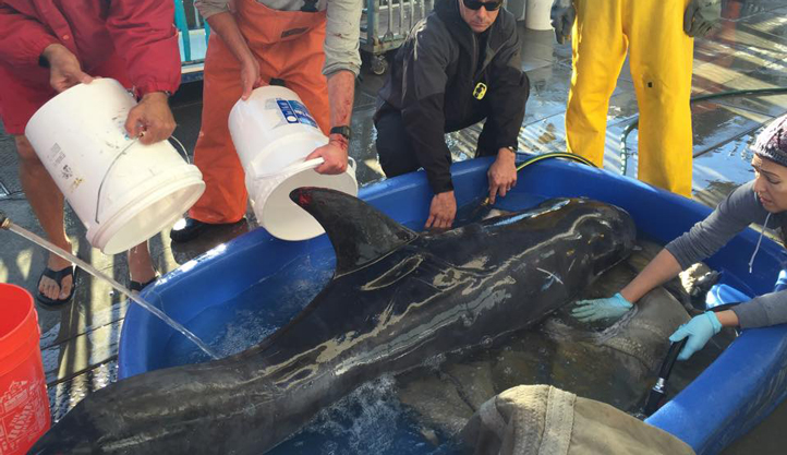 San-Pedro-dolphin-rescue