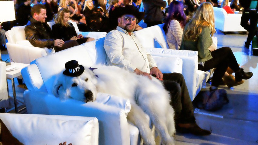 Pets World Dog Awards