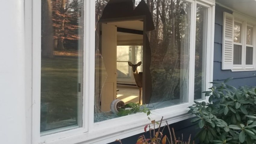 easton deer break in