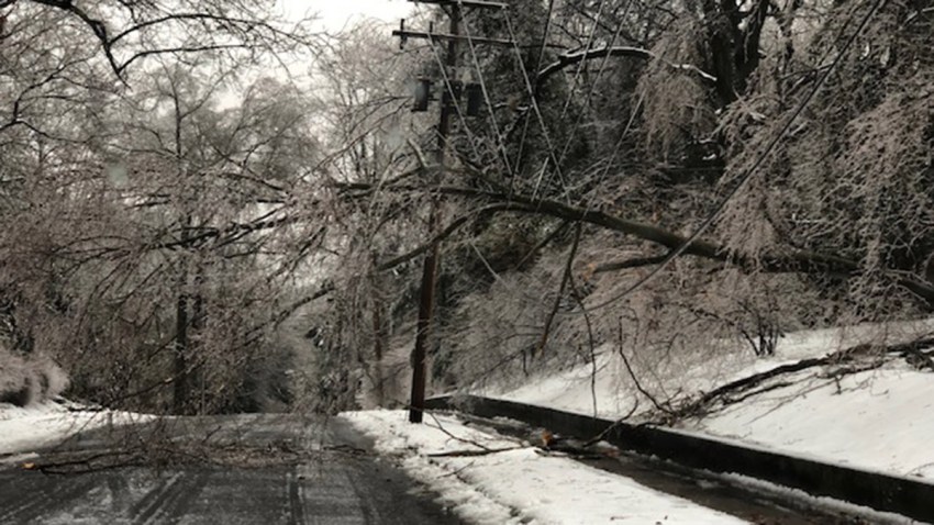 edgehill-hamden-tree-on-wires