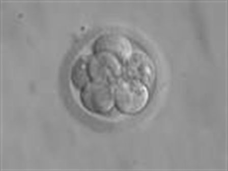 embryo_448x336