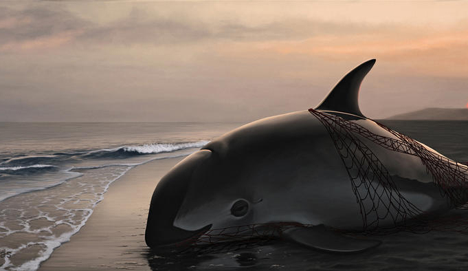 endangered-vaquita-8-crop