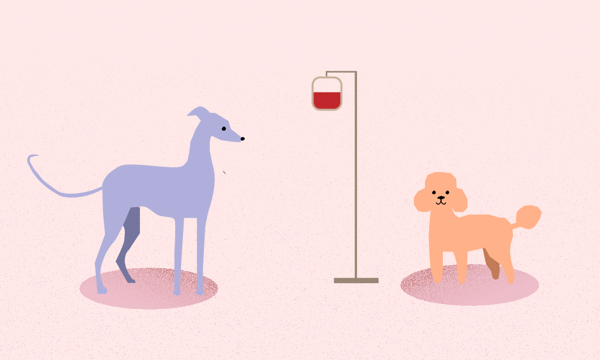 ezgif_dog_blood