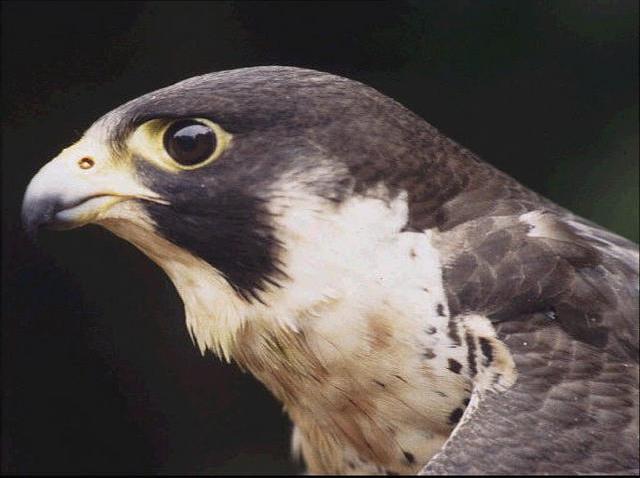 Hungry Falcons Should Get to Eat on Sundays: Lawmakers – NBC Connecticut