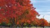 Connecticut could see a later, longer fall foliage season this year