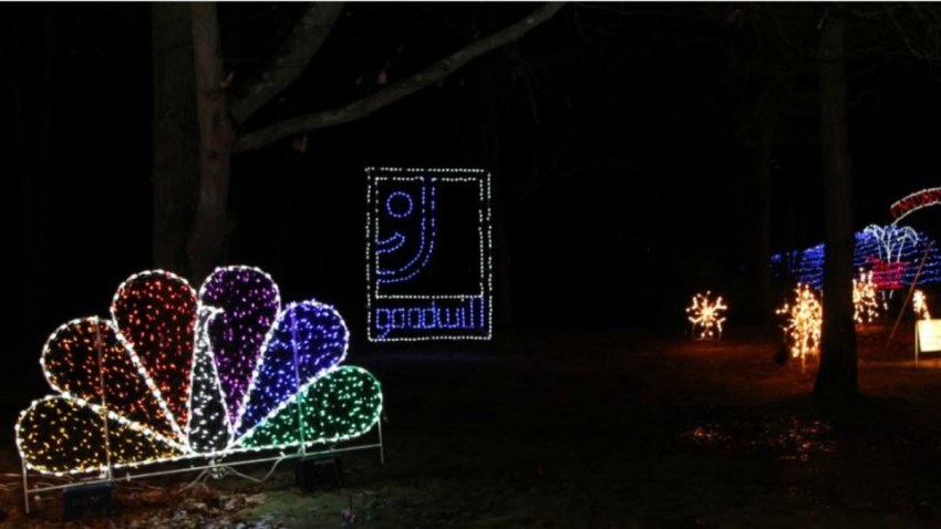 fantasy of lights peacock