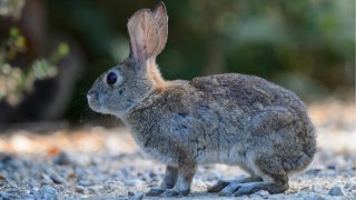 rabbit pictured in the desert