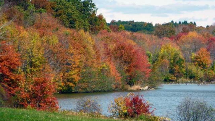 foliage generic_722_406