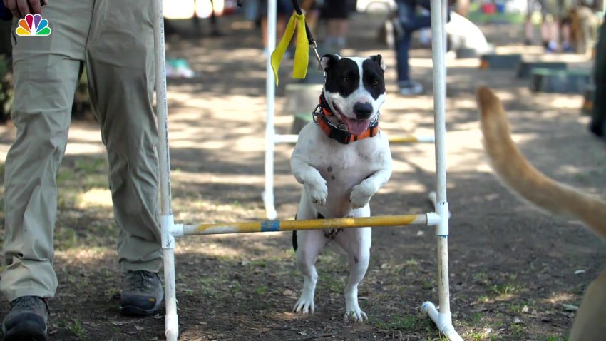 What Does it Mean When a Dog Has a Yellow Ribbon?