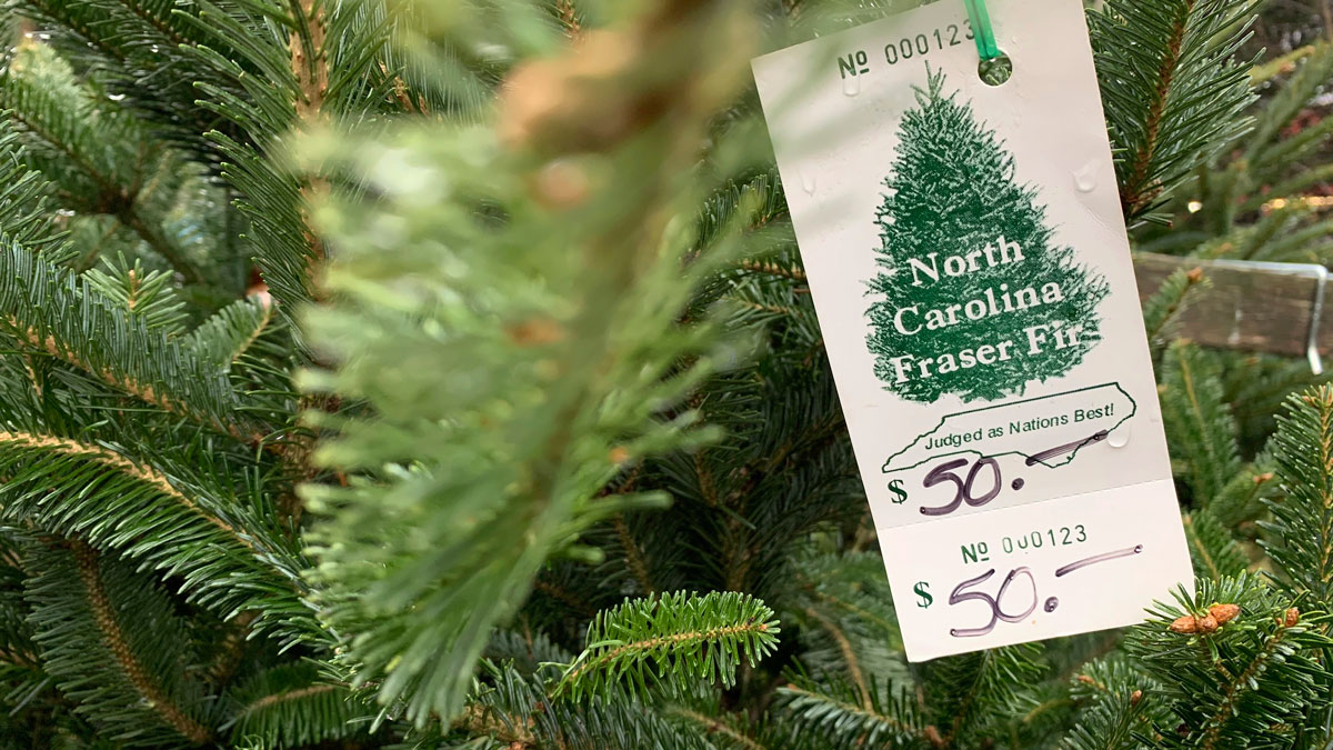 Fir Real, Christmas Tree Prices Are Up With Supplies Tight NBC