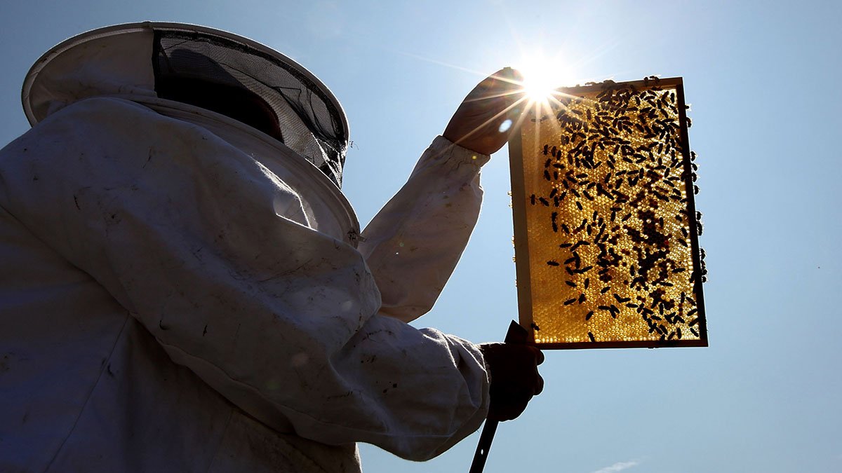 Beekeepers Turn to Anti-Theft Technology as Hive Thefts Rise in California – NBC Connecticut - Vimarsana News