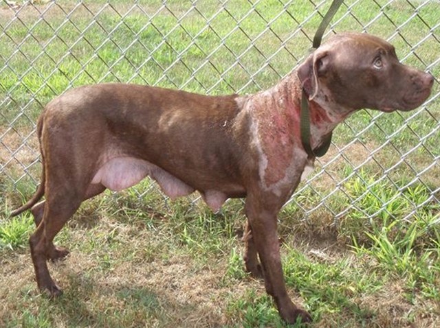 ginger-640-4801