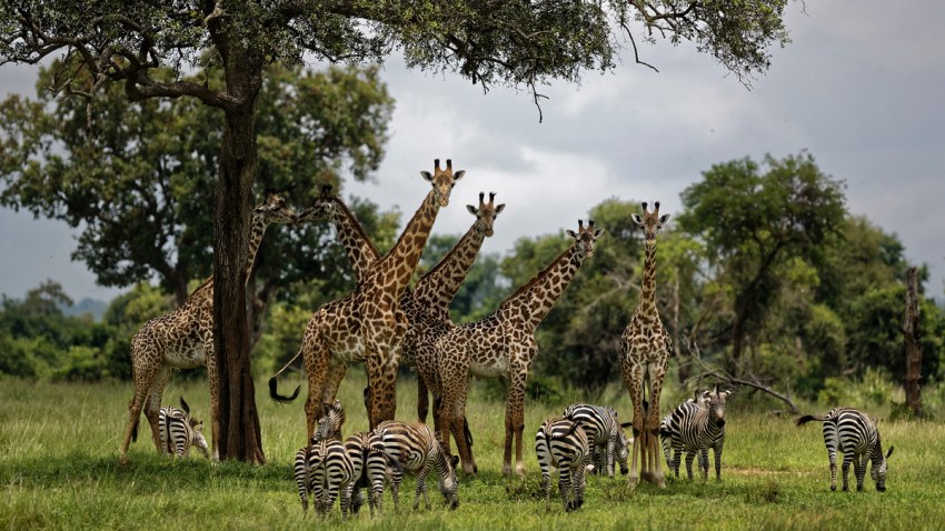 Trump Giraffes Endangered