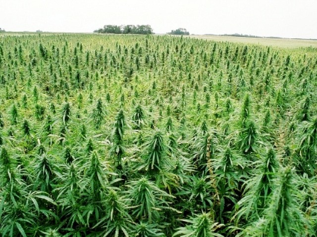 hemp_640_480