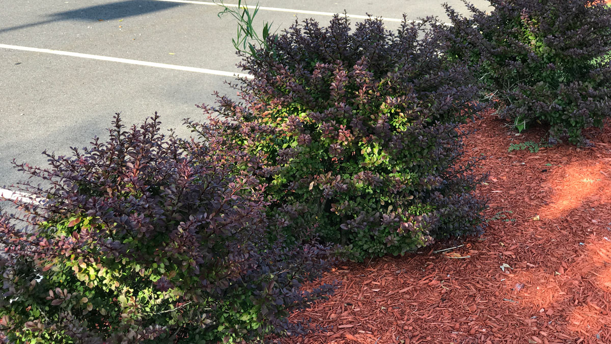 Japanese barberry is commonly planted in home gardens and in commercial landscaping.