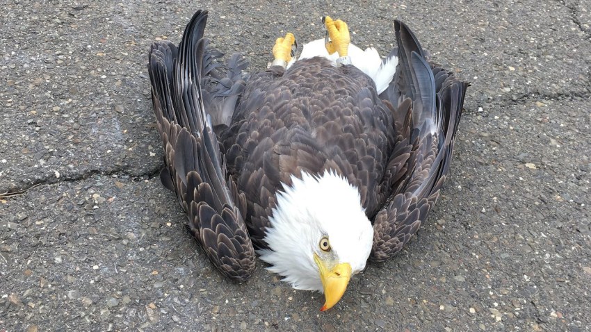 injured bald eagle
