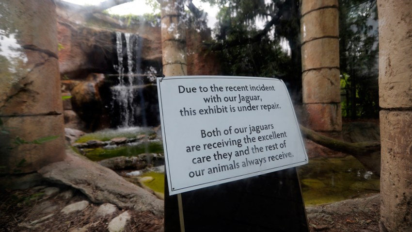 CORRECTION Jaguar Escapes Zoo