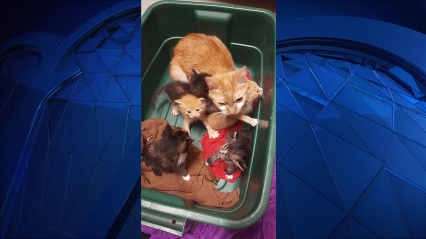 kittens-found