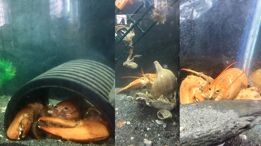 lobsters stop and shop
