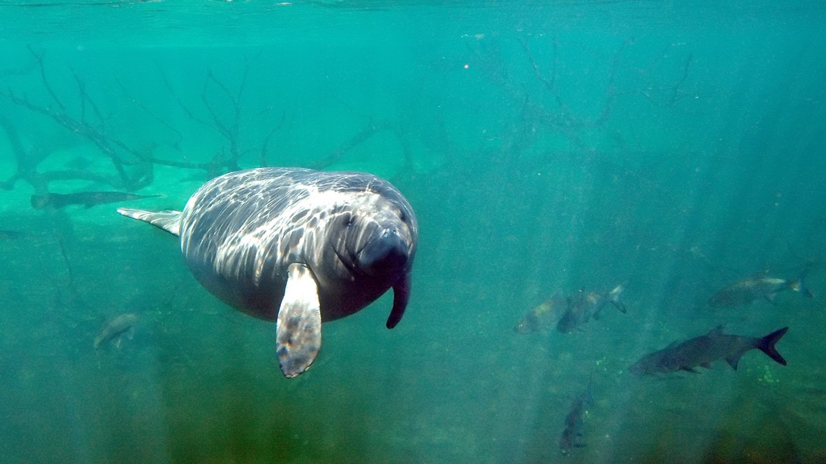 Florida Manatees Facing Starvation Fed Through Program  