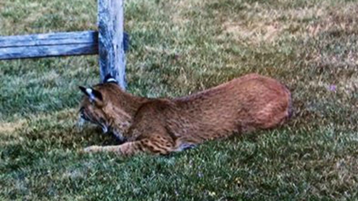 Bobcat Sighting In Manchester Nbc Connecticut 