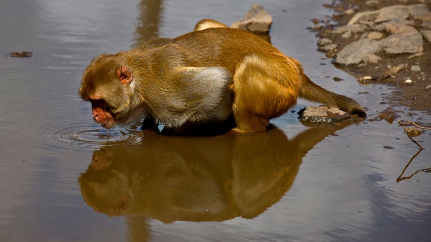 Puerto Rico Monkey Island