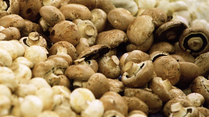 AUK-32261FPR20MUSHROOMS.jpg