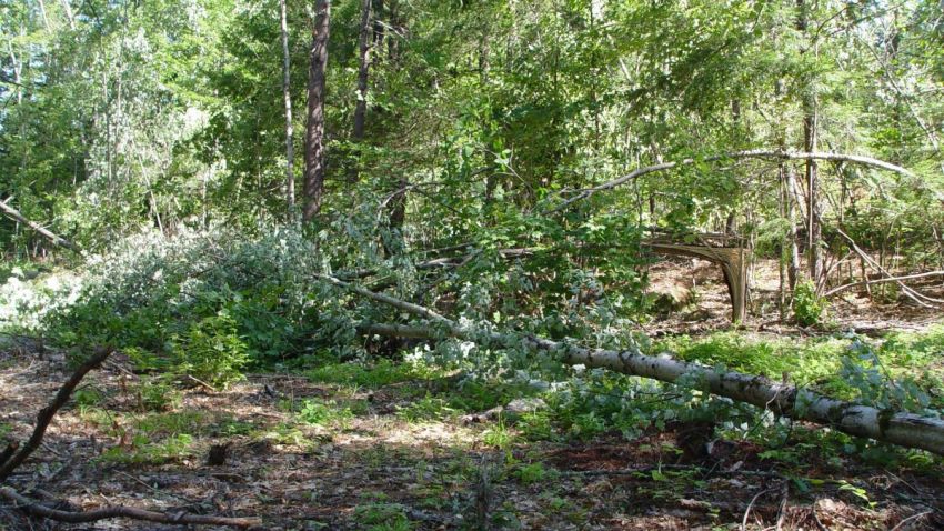 new hampshire tornado crop