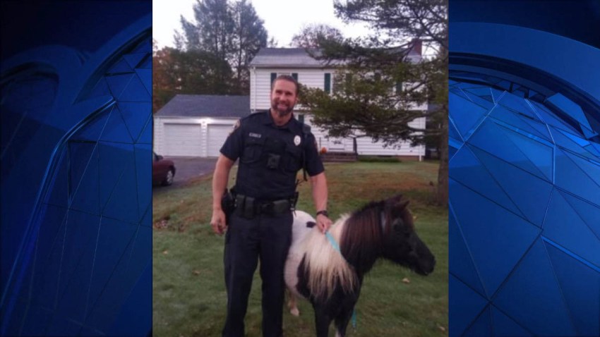 north haven police rescue horse 102019