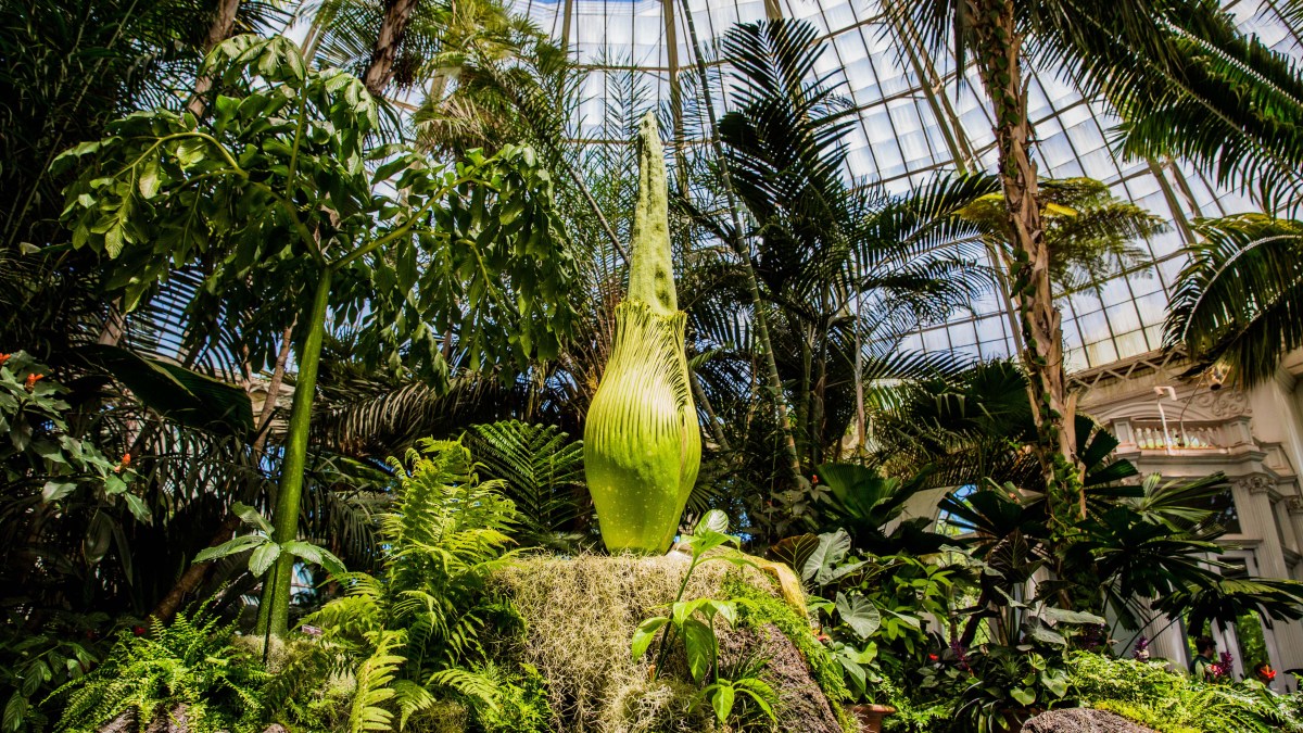 New York Botanical Garden Unveils Corpse Flower, Stench a Decade in the Making – NBC Connecticut