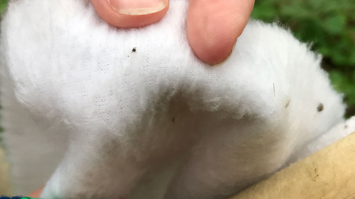 CAES researcher Megan Linske holds up a nymphal-stage blacklegged tick. Nymphal ticks are in their second year of life and are the youngest capable of transmitting the bacteria which causes Lyme disease. Experts warn they are easy to miss when checking for ticks due to their small size.