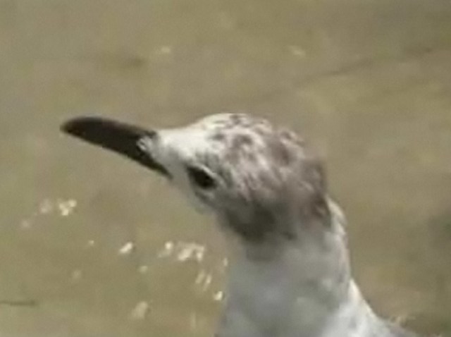 WMAQ_000000011080541_1200x675_400187459631.jpg