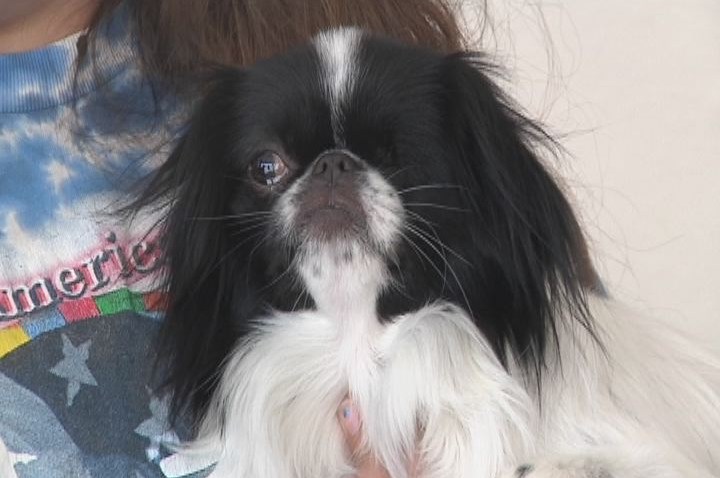 one eyed dog