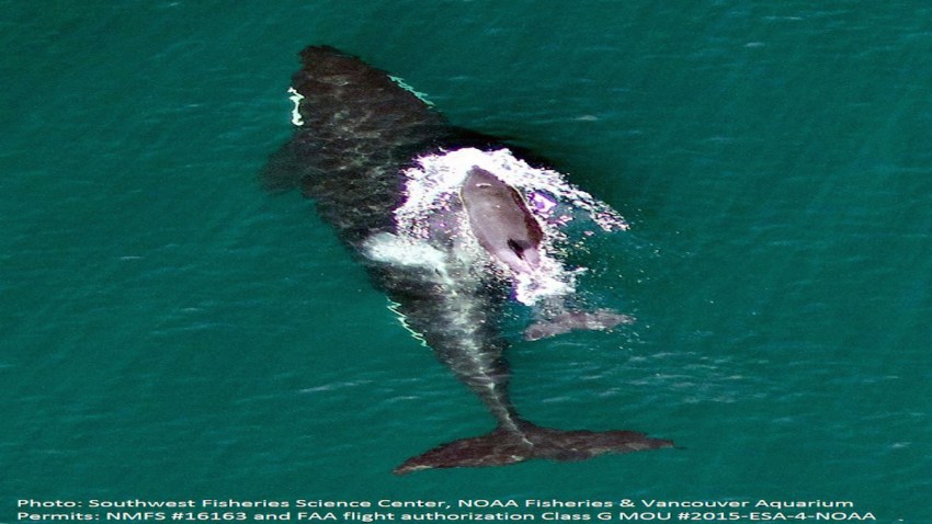 Drone Baby Orca