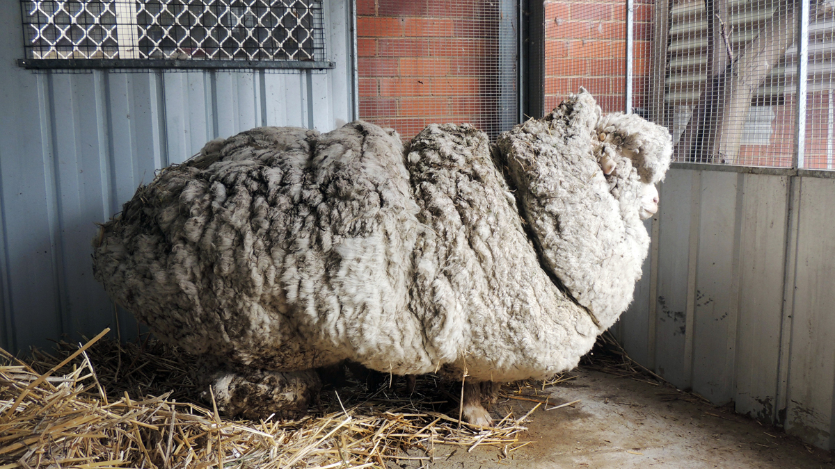 89 Pounds of Wool Lost Australian Sheep Yields 30 Sweaters Worth of
