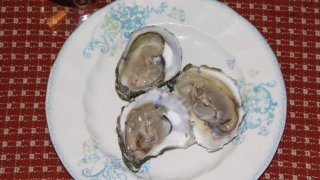 Fresh oysters on a plate
