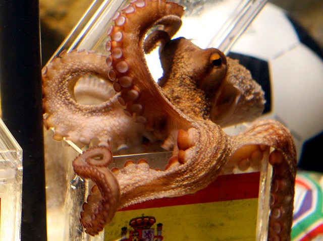 paul_octopus