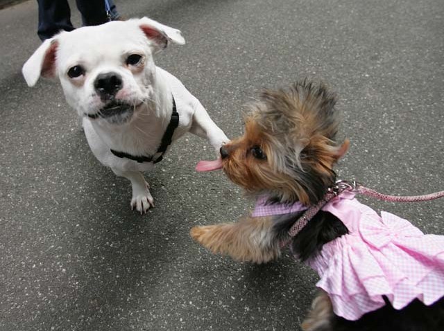 50946763CA003_dogfashion