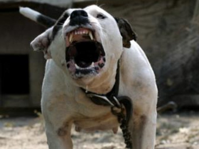 pit bull2