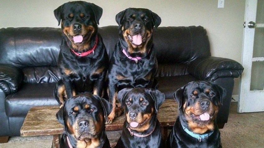 plainfield rottweilers attack_1200