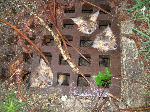 plainfieldfox