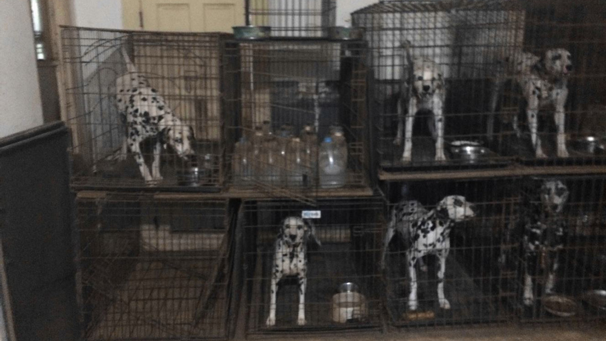 Emaciated Dogs, Contaminated Food: Puppy Mill Problems ...