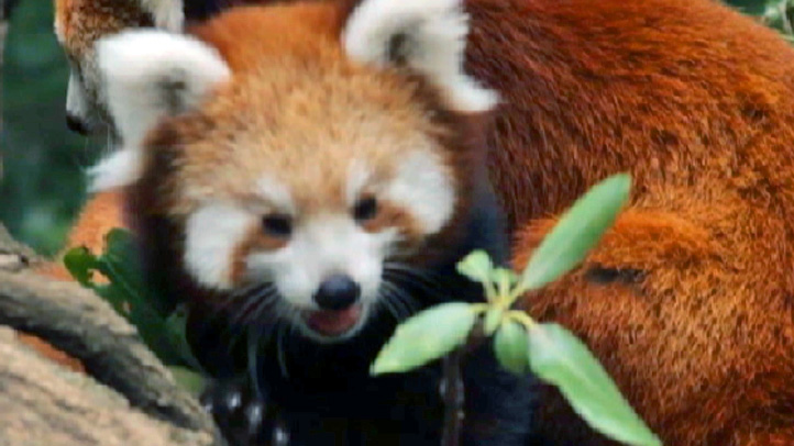 red panda cub