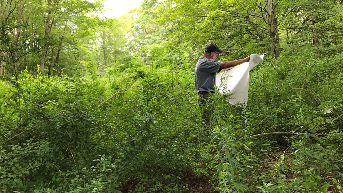 Researchers with the Connecticut Agricultural Experiment Station (CAES) have been studying the relationship between Japanese barberry and the tick population. Here, CAES researcher Michael Short examines a felt for ticks in a Japanese barberry thicket in Guilford, CT.